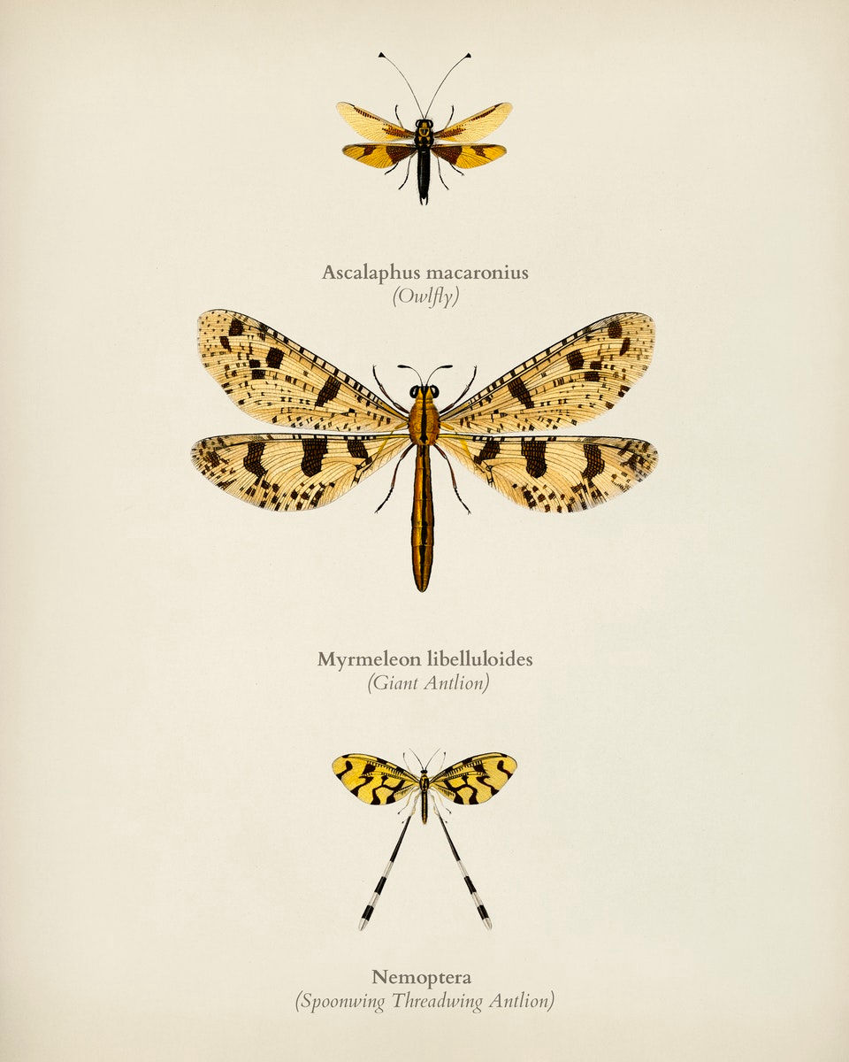 WINGED INSECTS 4
