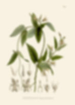 OXYPETALUM APPENDICULATUM