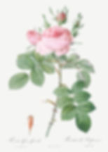 Rose of Perfume
