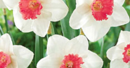 Pink Daffodil 322.jpg