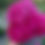 Thumbnail: Peony Flower Subscription 2026