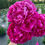 Thumbnail: Peony Flower Subscription 2025