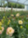 IMG_6835.jpeg