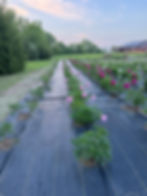 Thumbnail: Peony Flower Subscription 2026