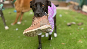 Stealing shoes