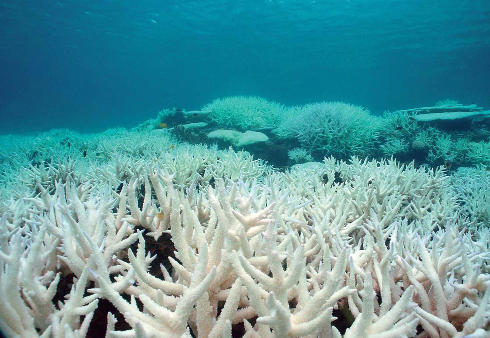 ARRECIFES DE CORAL EN BLANQUEAMIENTO