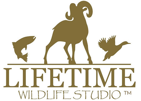Lifetime Wildlife Studio Sharp Logo Brow