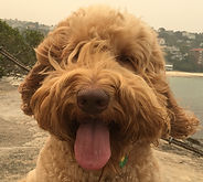 Labradoodle with fur blowing in the breeze. IMG_0807_edited