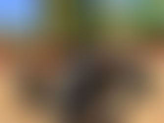 CASE INTERNATIONAL 483 TRACTOR, consigned in April 4, 2026 Auction