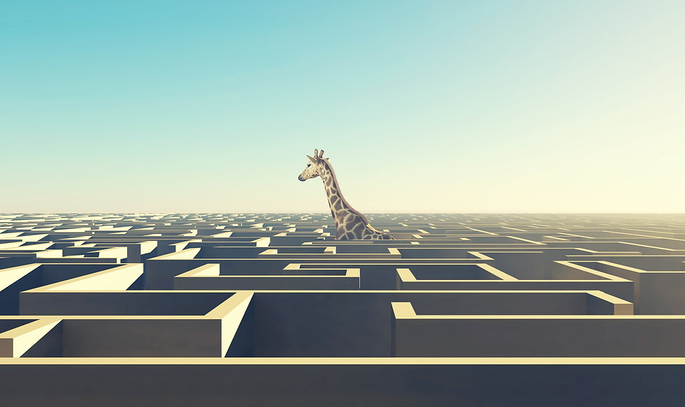 giraffe maze.jpeg