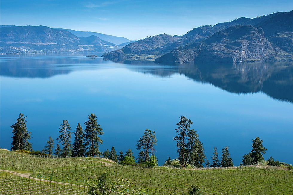 High angle view of a neighborhood in Oliver with houses and trees