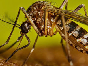 Ipatinga confirma primeira morte por dengue em 2026