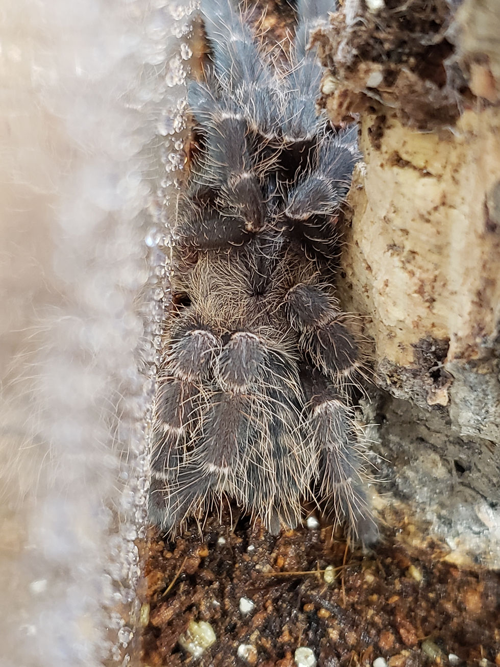 Cyriopagopus sp. "Hati Hati" - Purple Earth Tiger - 1.5"