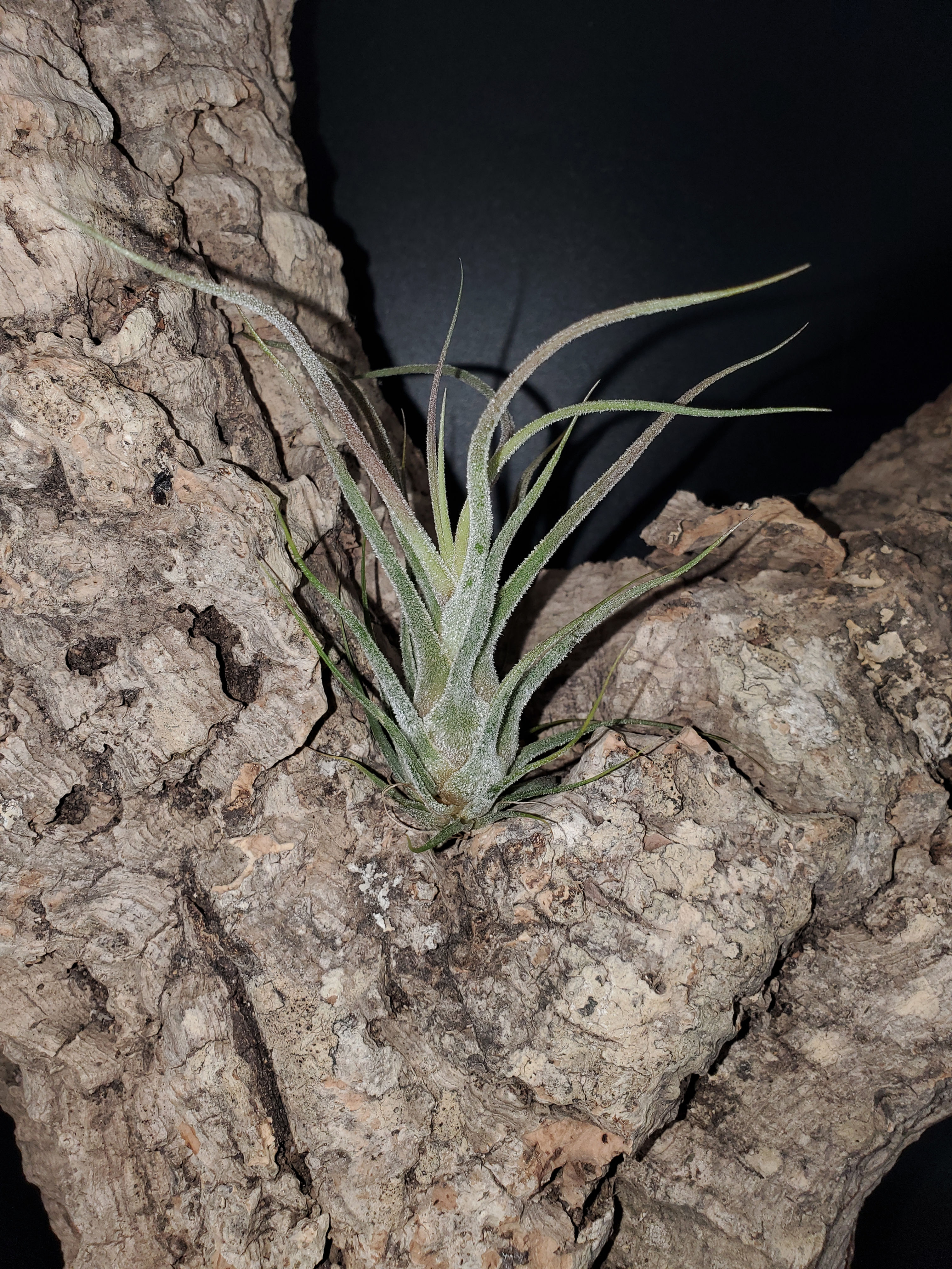 Tillandsia pruinosa - Hybrid
