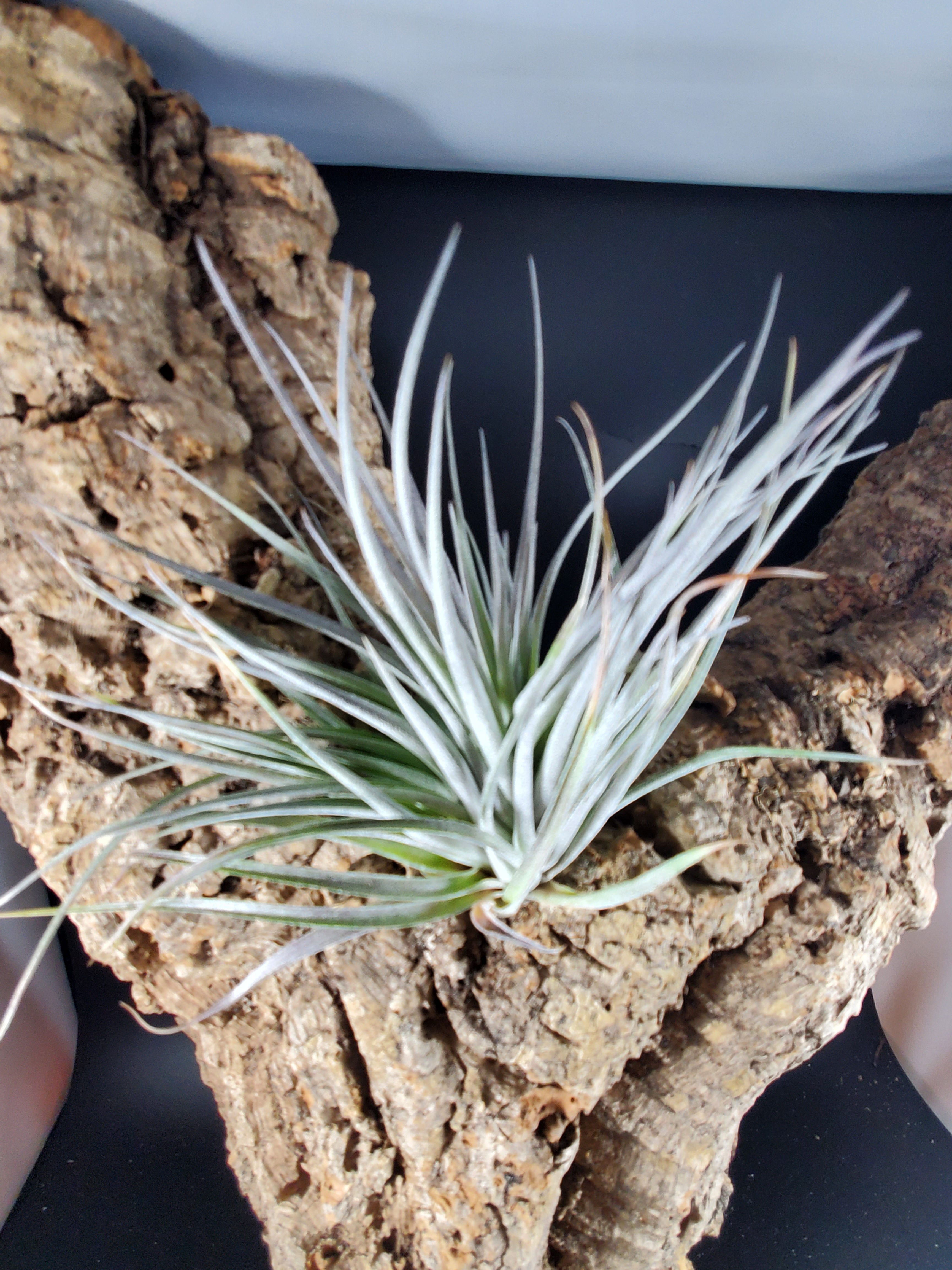 Tillandsia houston - Red Princess