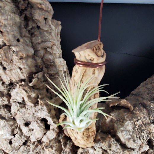 Airplants/Tillandsia | Pacific Northwest Arachnids