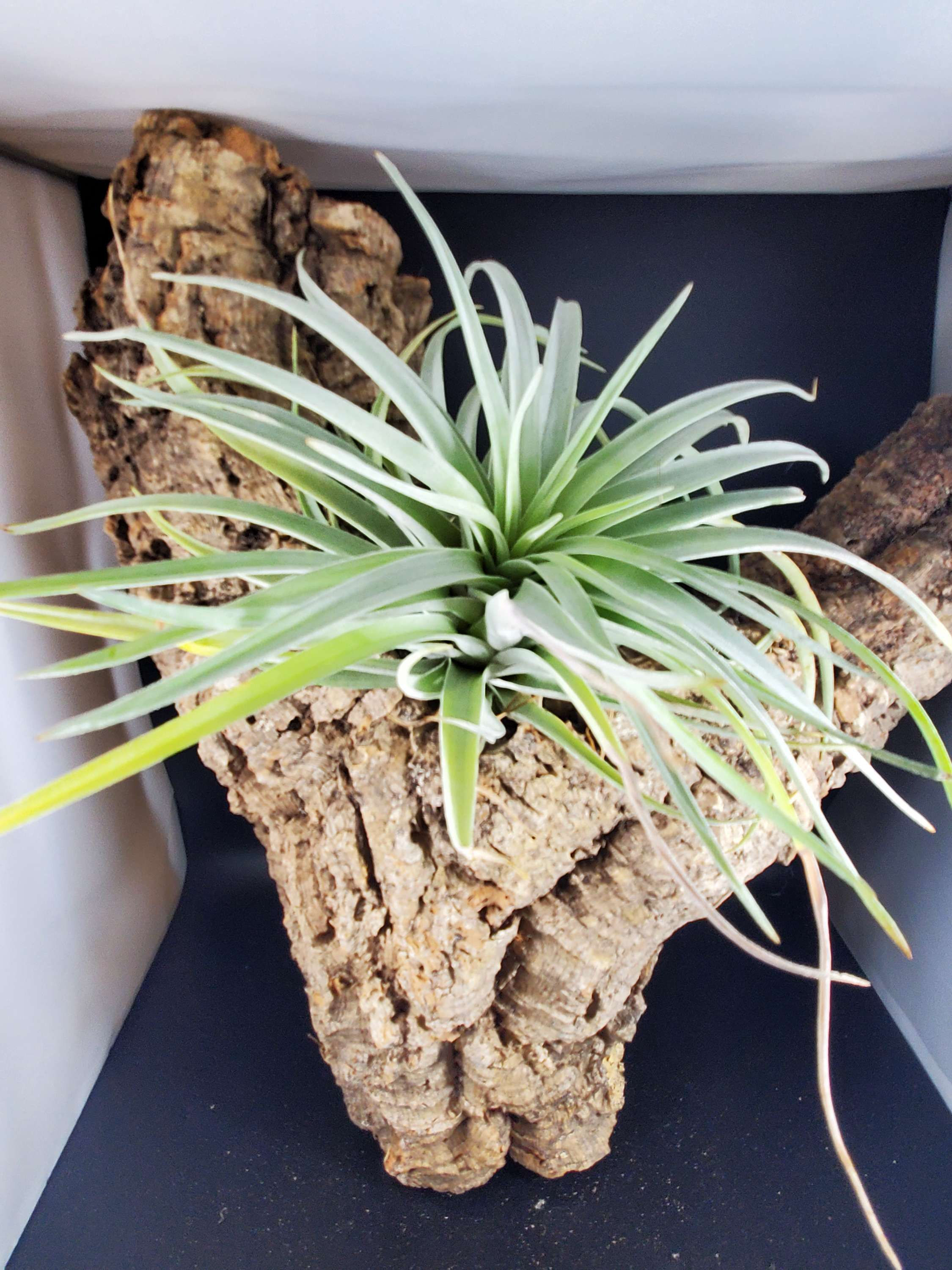 Tillandsia harrisii - 8"-10"