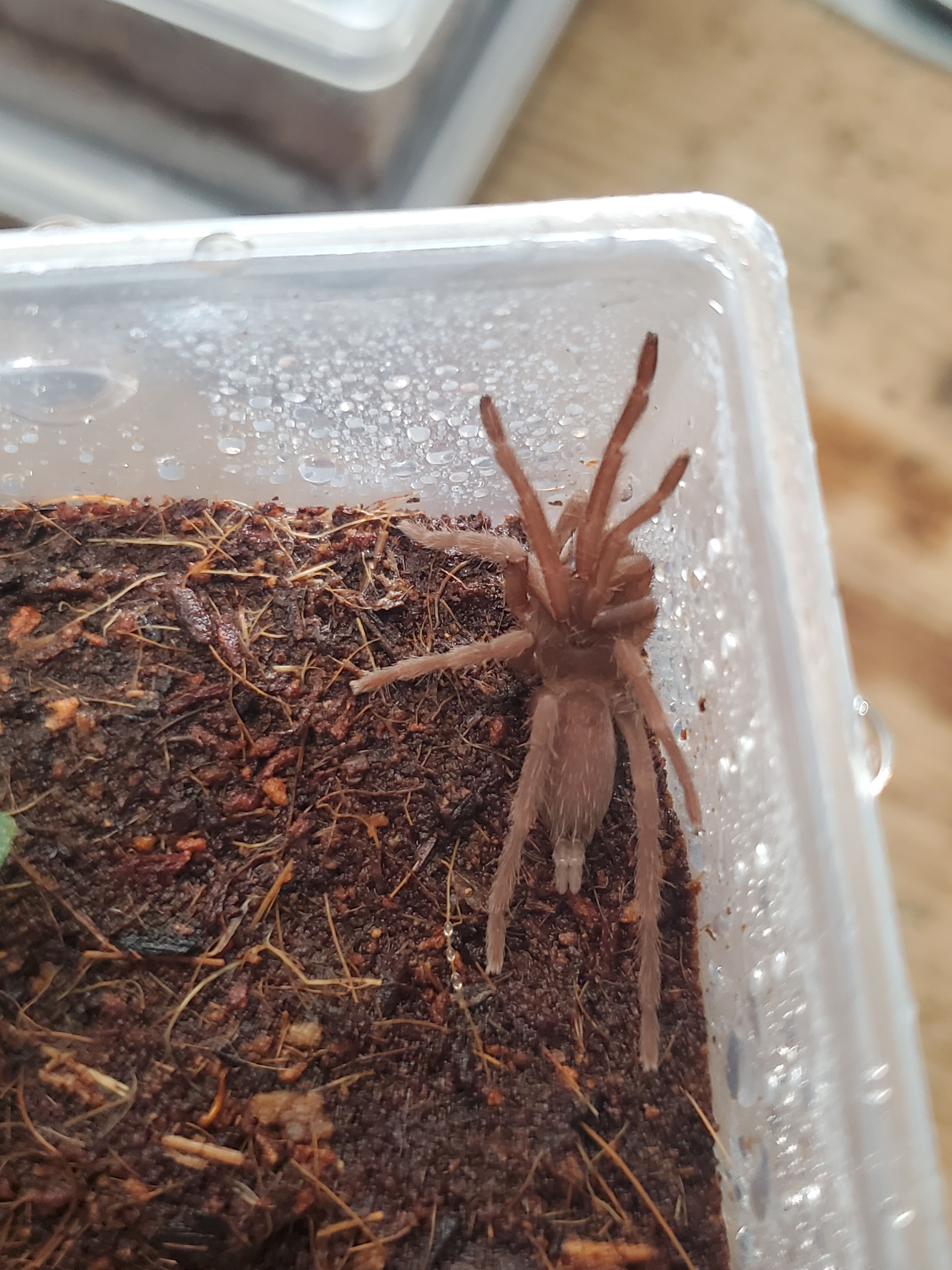 Selenocosmia sp. "Romblon Pink" - .75"