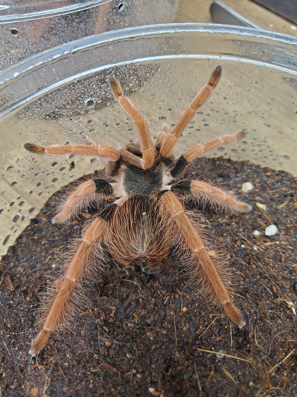 Thumbnail: Megaphobema robustum - Columbian Giant Red-Leg - 5"-5.5" - Trio