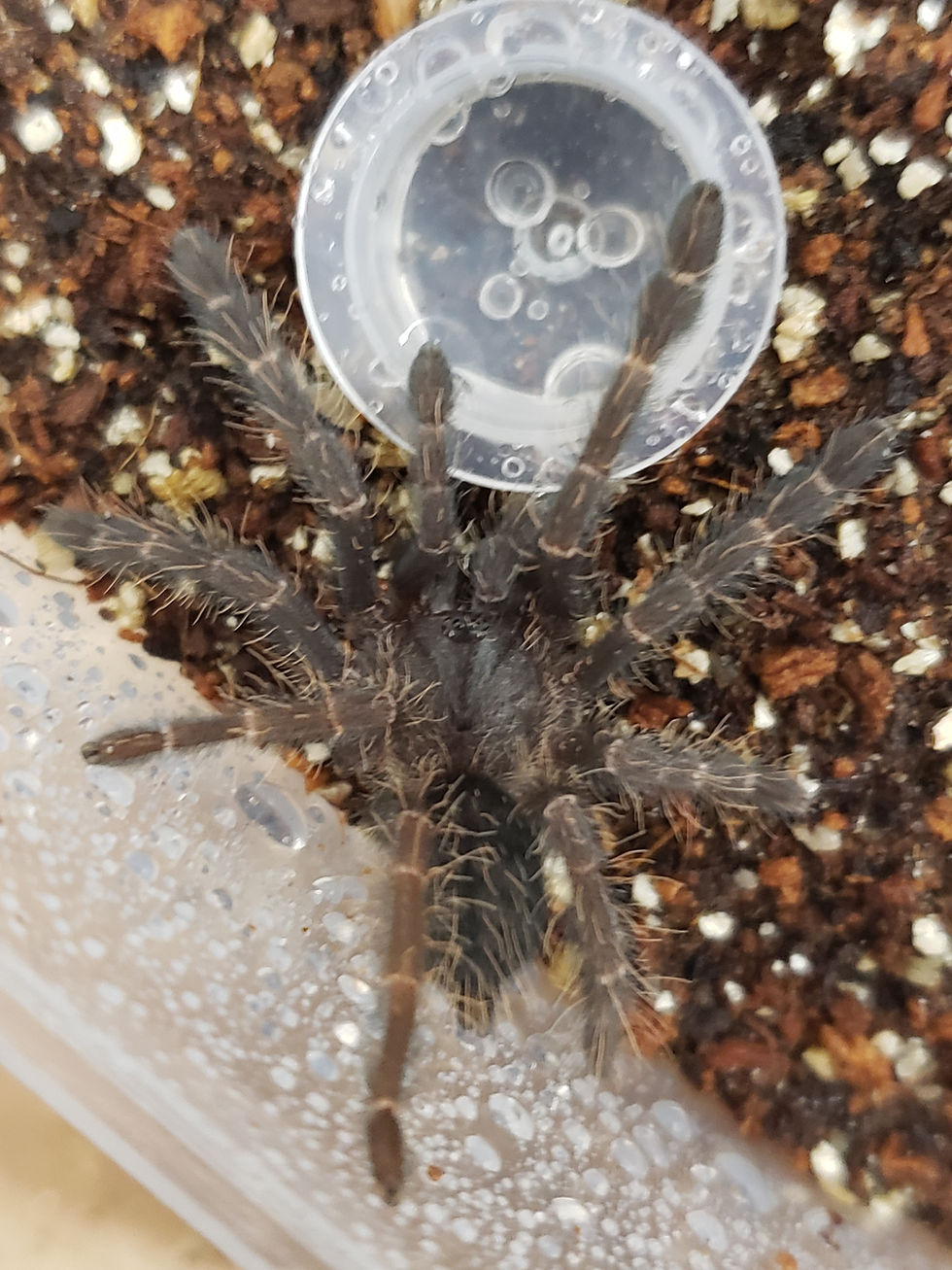 Phormingochilus sp. "Hati Hati" - Purple Earth Tiger - .75"-1"