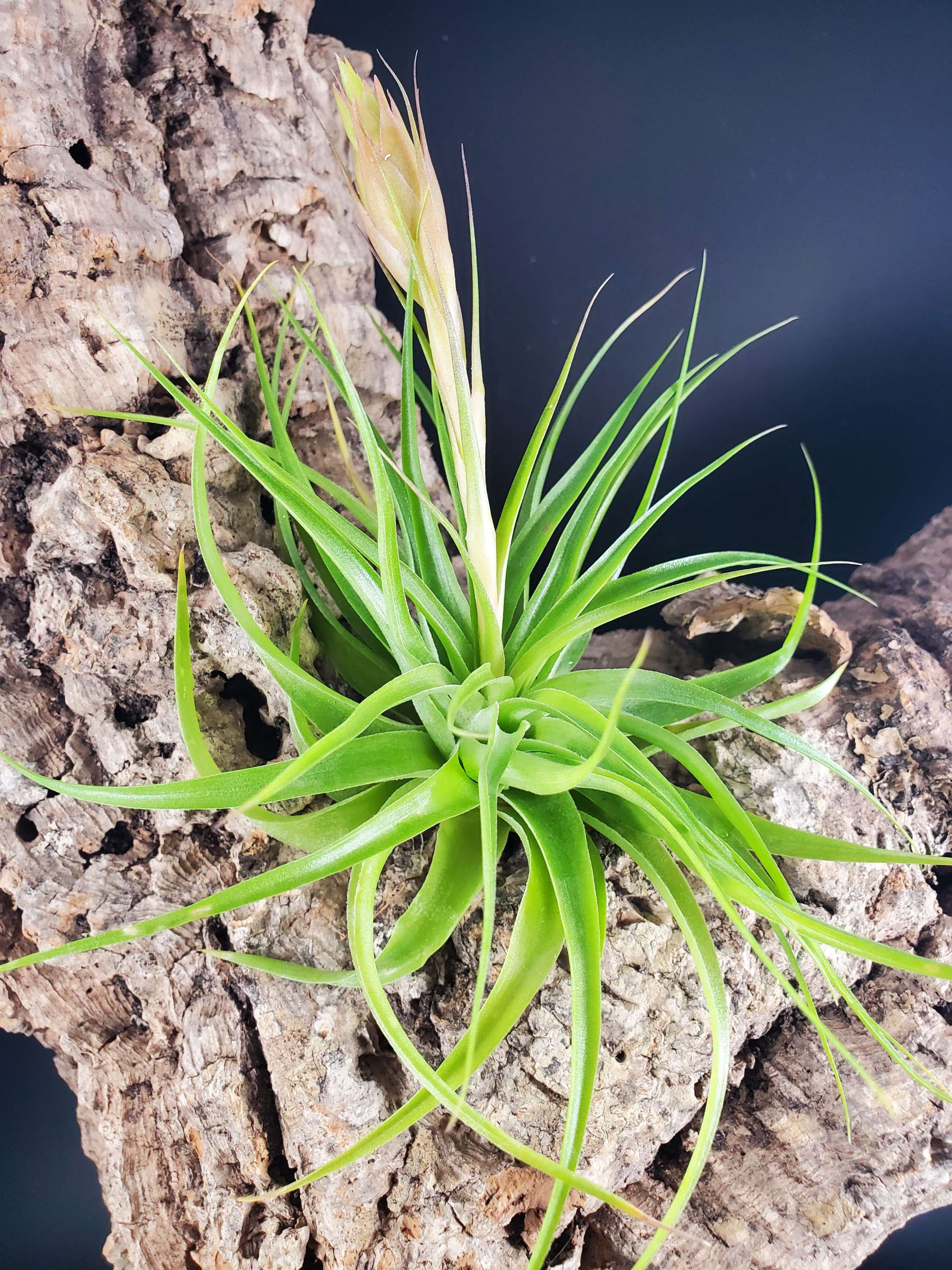 Tilandsia geminiflora - Green