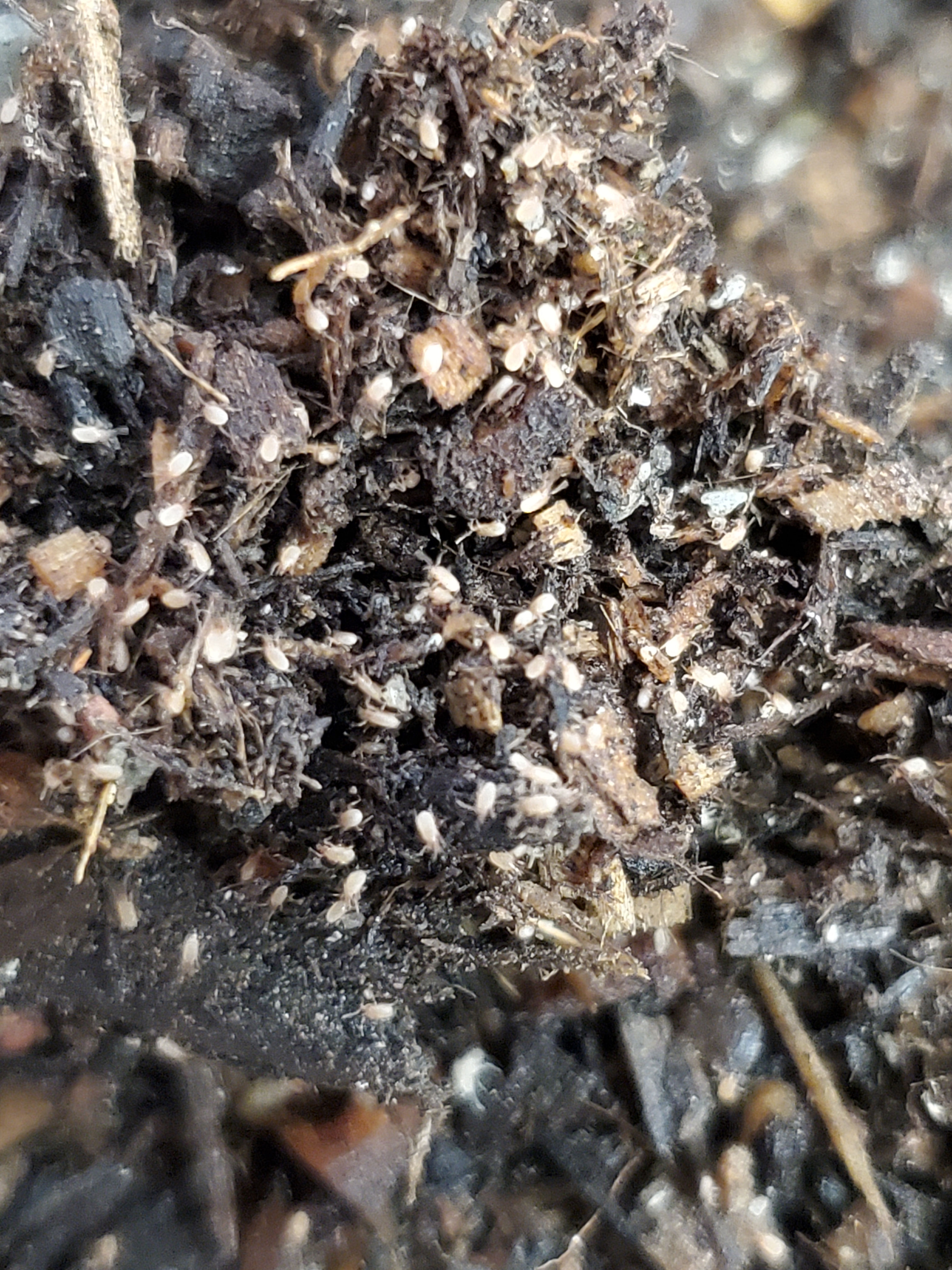 Collembola sp. - Springtails - per colony