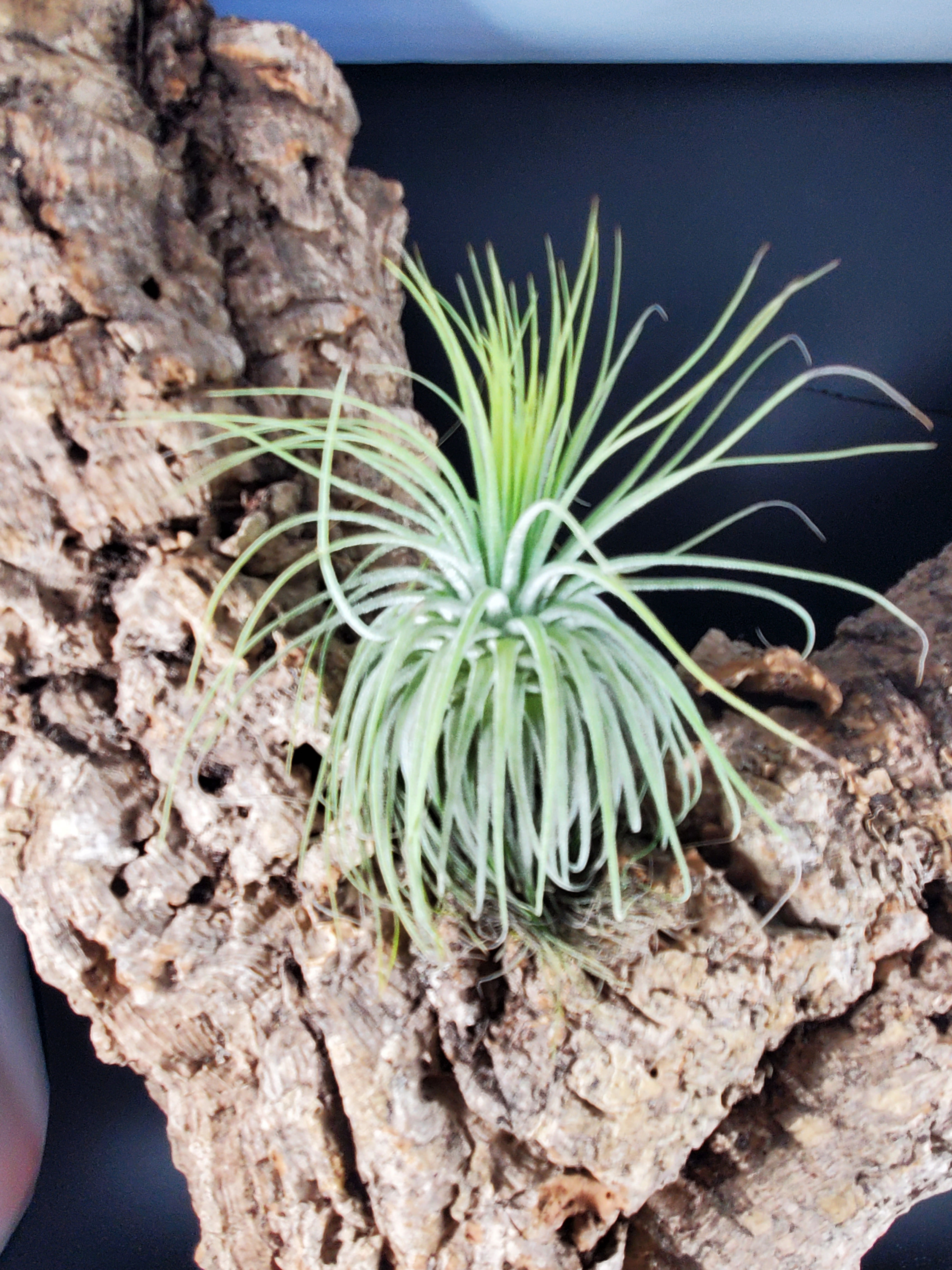 Tillandsia magnusiana  - Shop Mop - Large