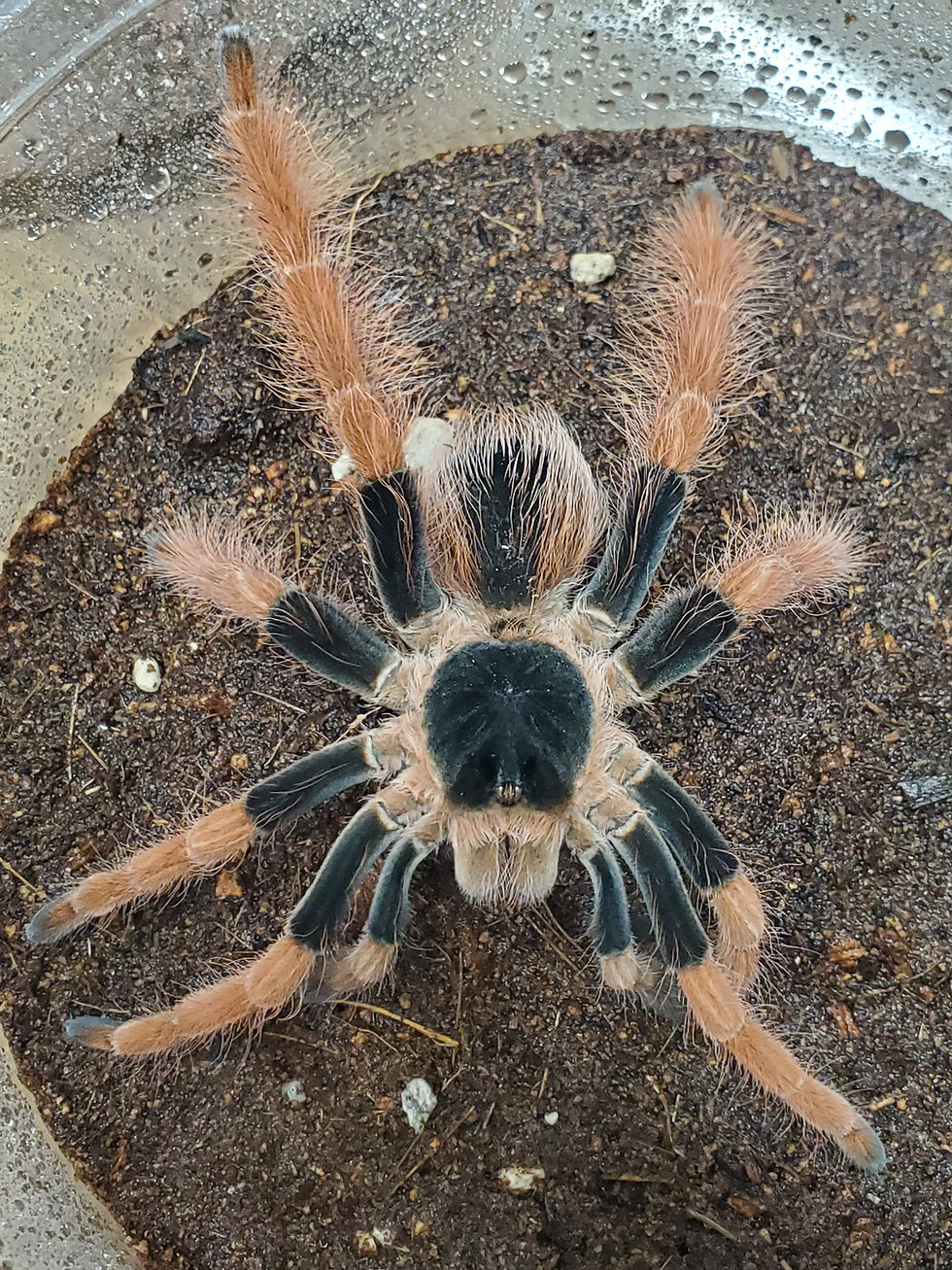 Thumbnail: Megaphobema robustum - Columbian Giant Red-Leg - 5"-5.5" - Trio