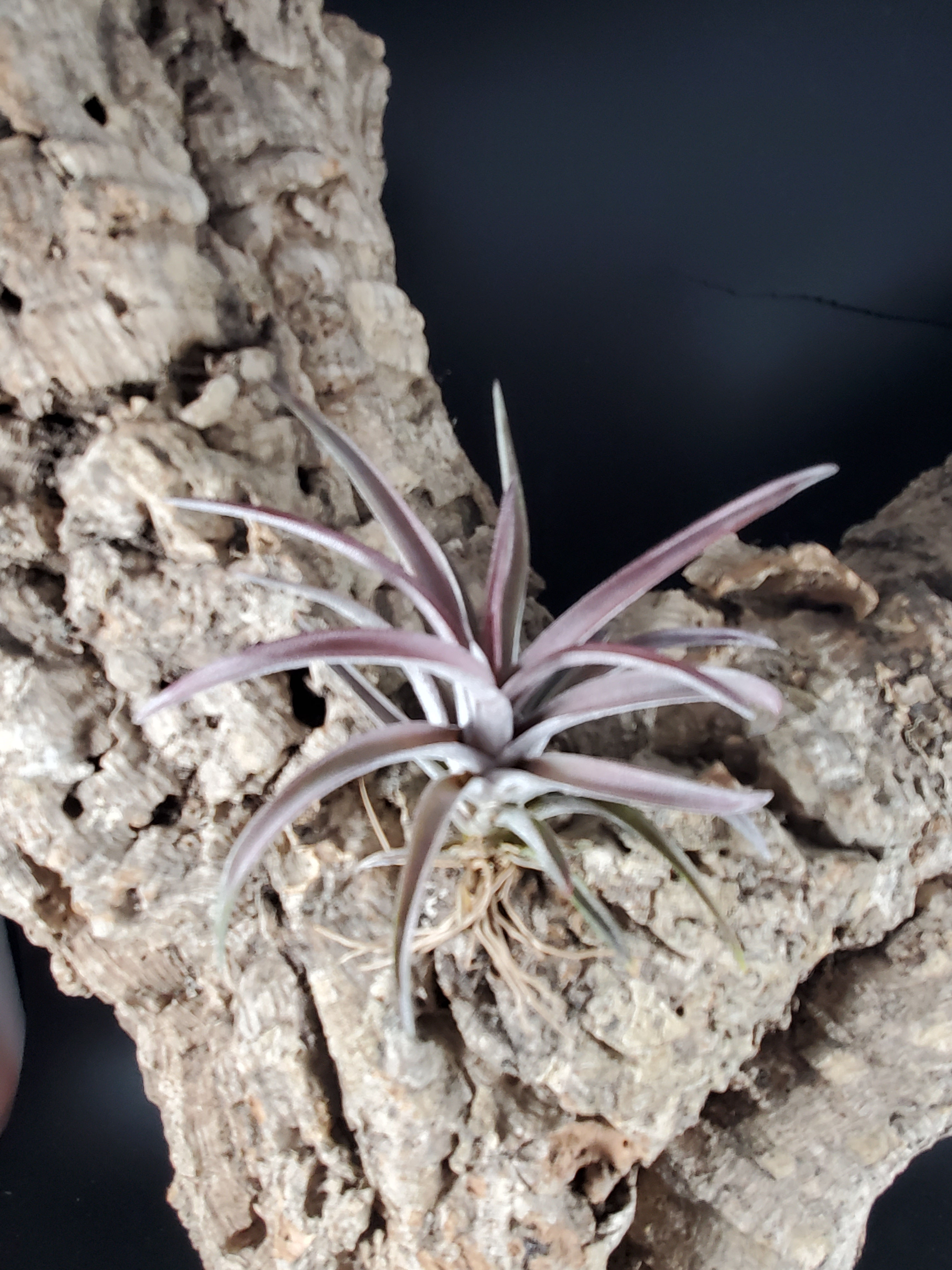 Tillandsia schatzlii - Red Hybrid