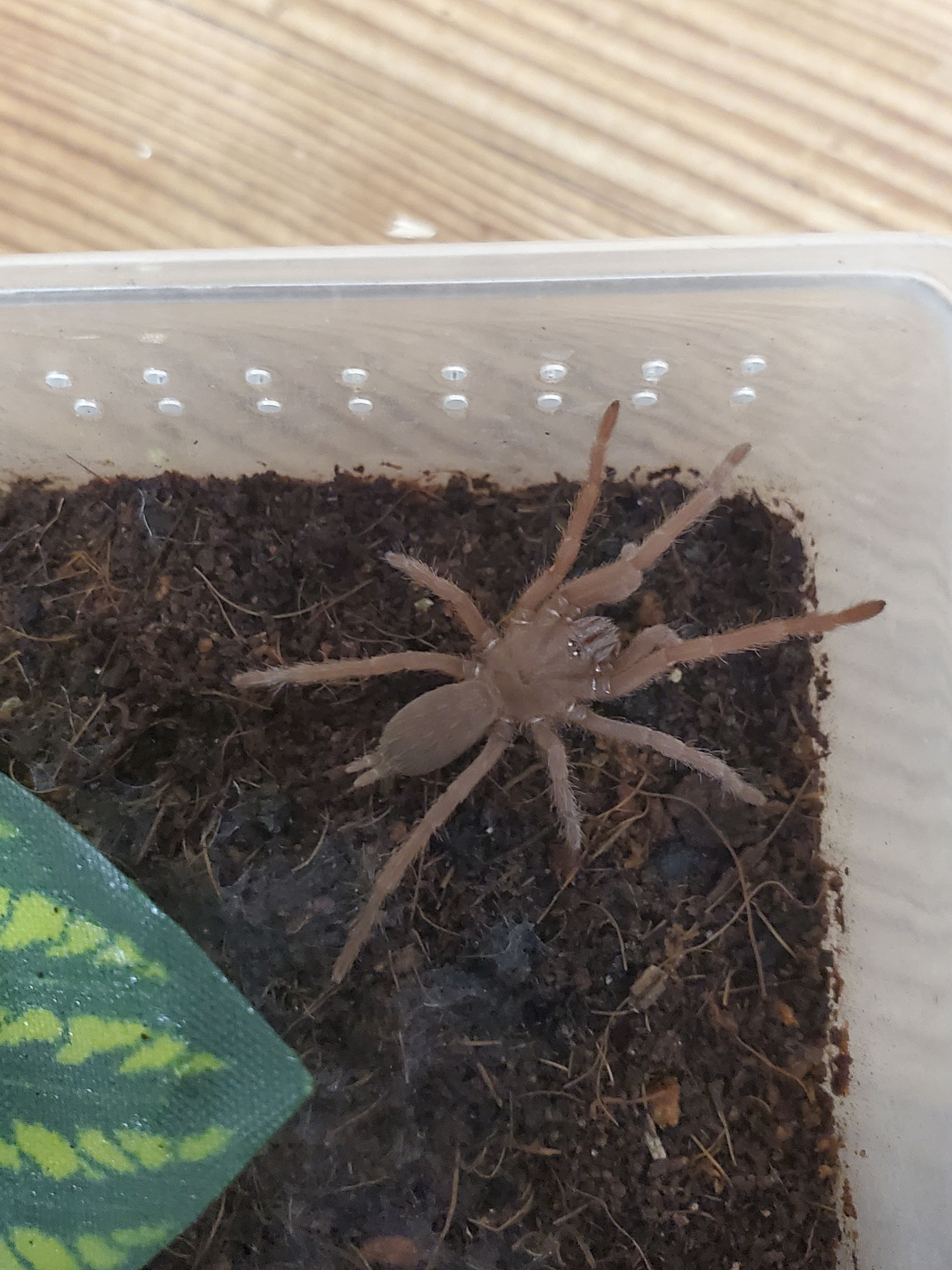 Orphnaecus philippinus - Philippine Tangerine - 1"