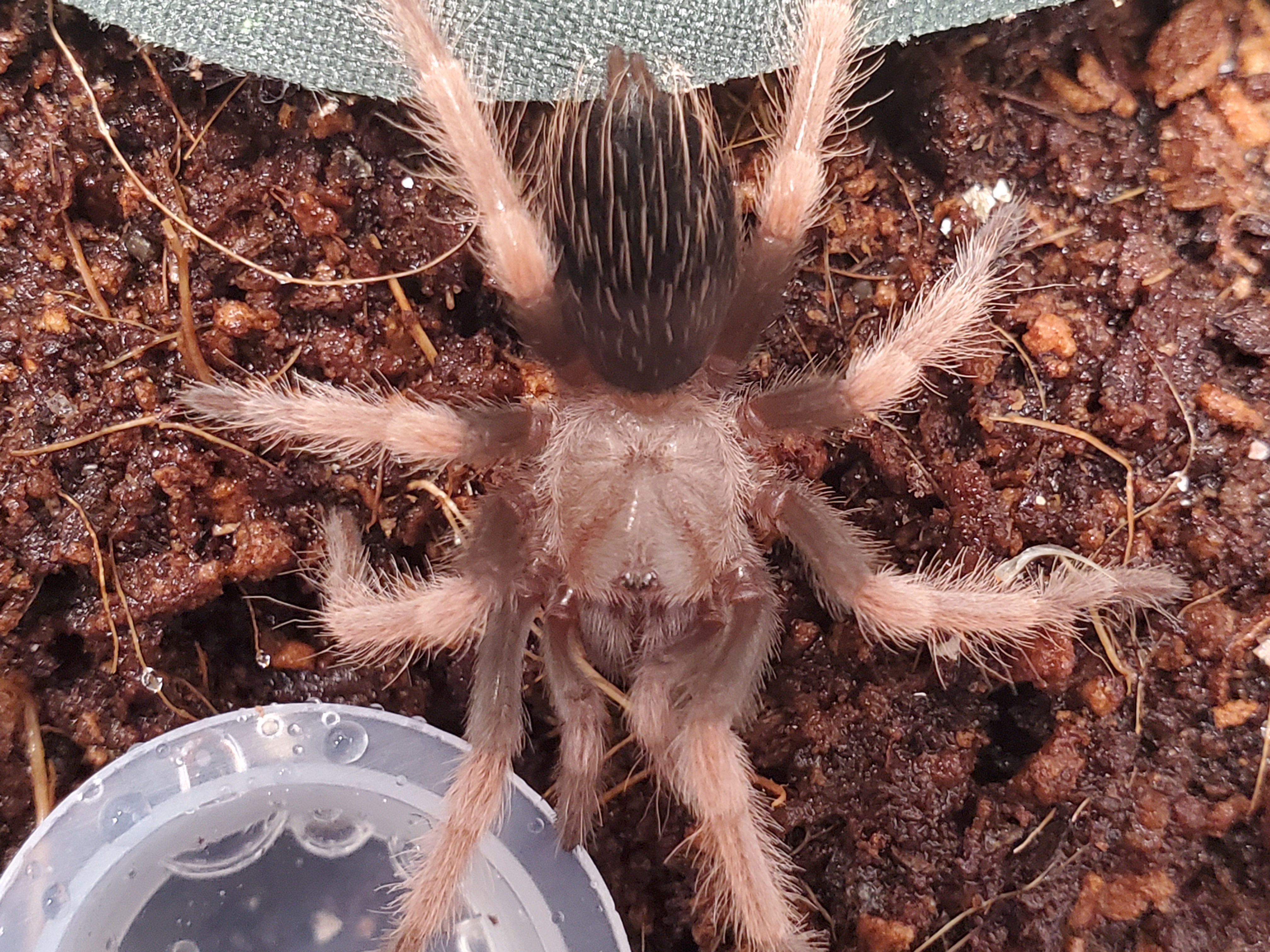 Brachypelma boehmei - Mexican Fire Leg - 2"-3"
