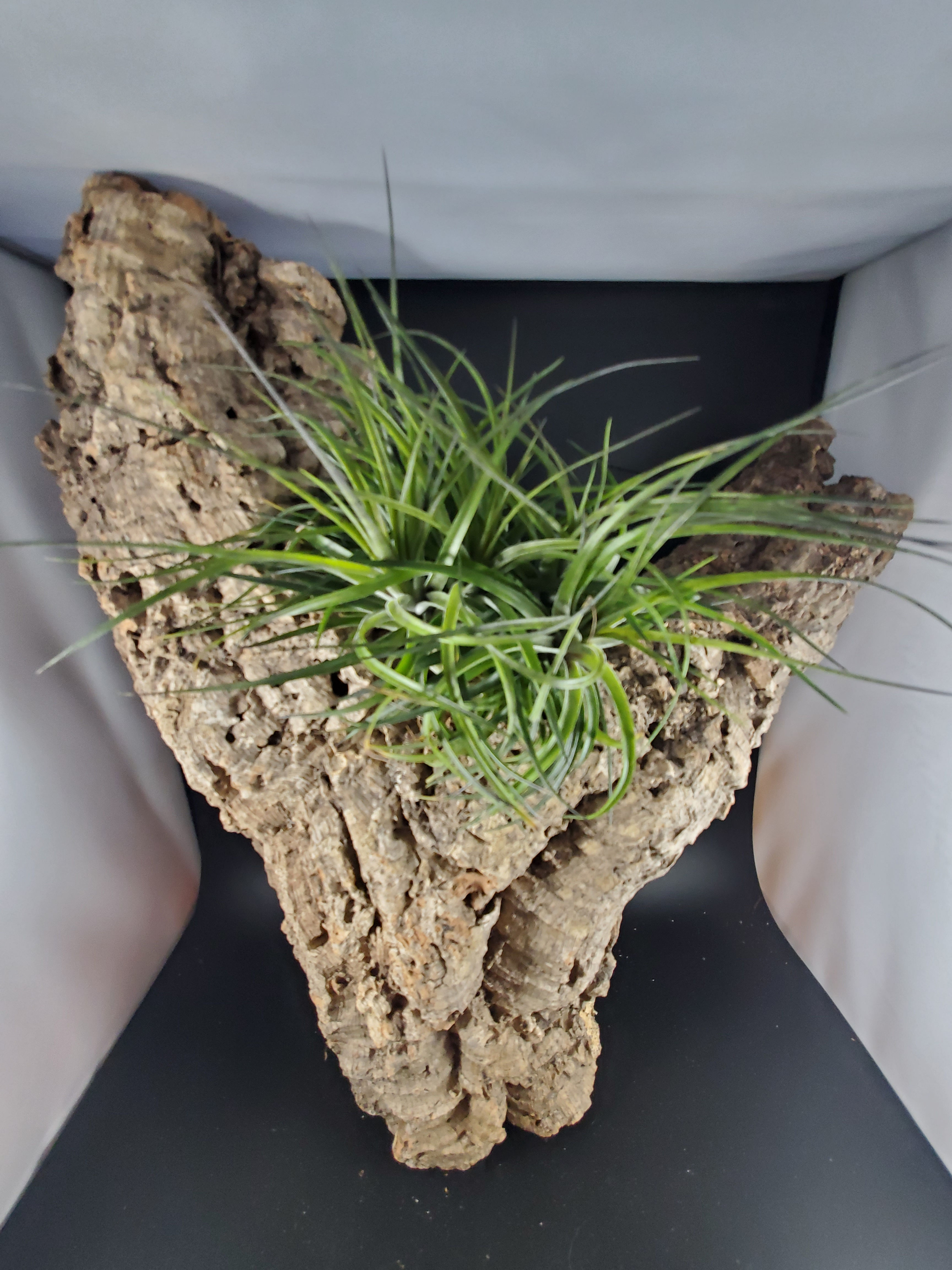 Tillandsia stricta hybrid clumps - Large