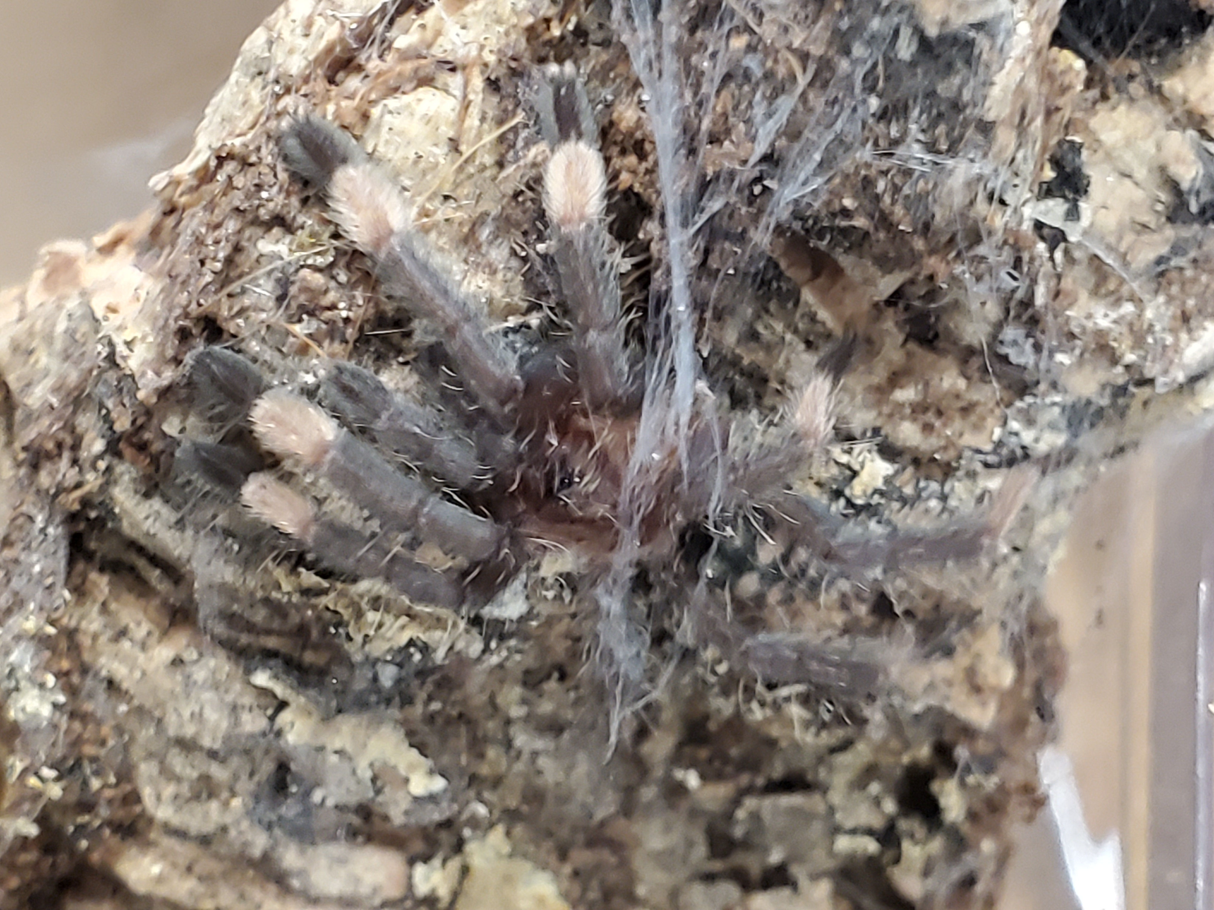 Psalmopoeus irminia - Venezuelan Suntiger - .75"