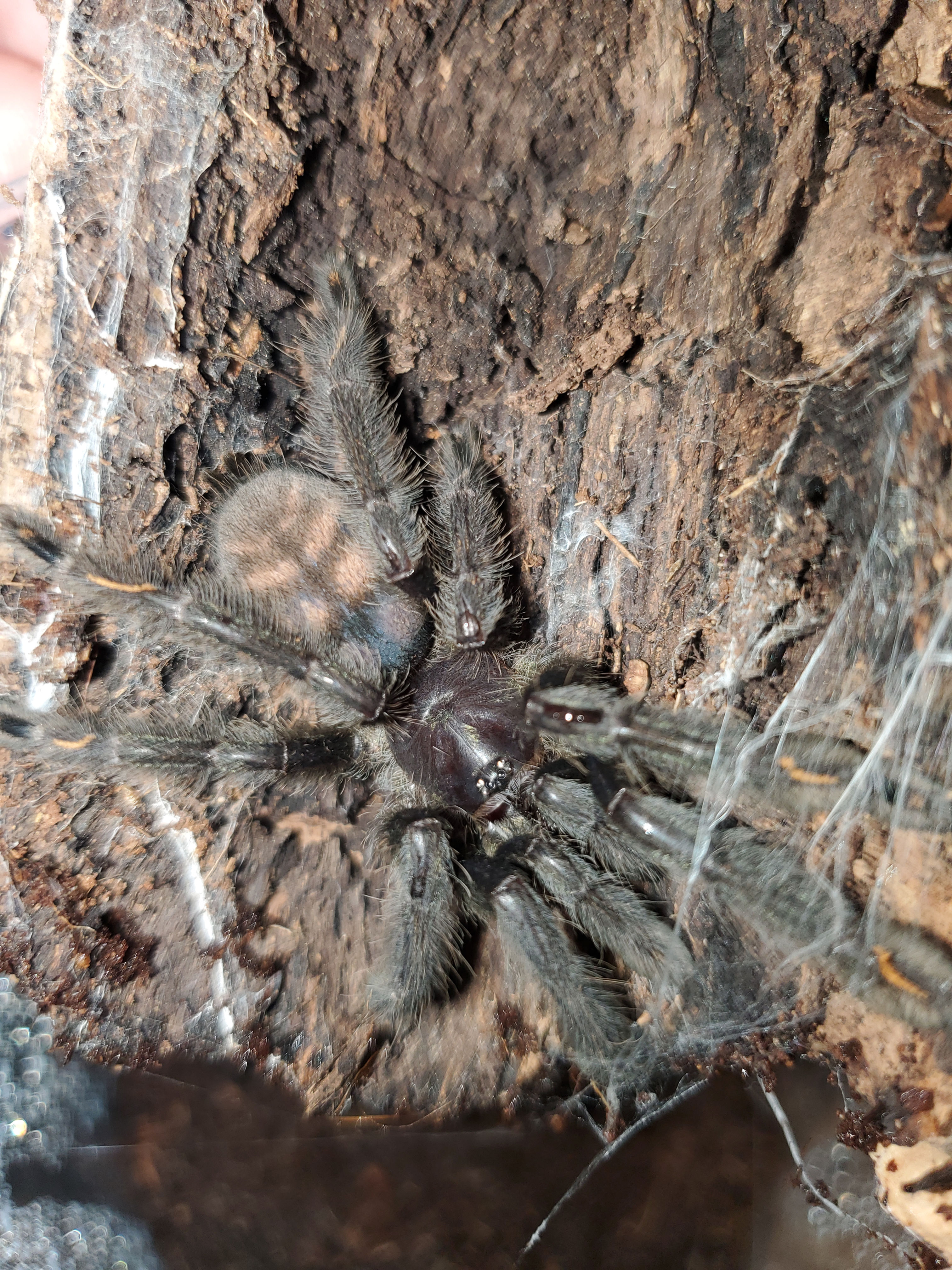 Psalmopoeus irminia - Venezuelan Suntiger - 3"-4"