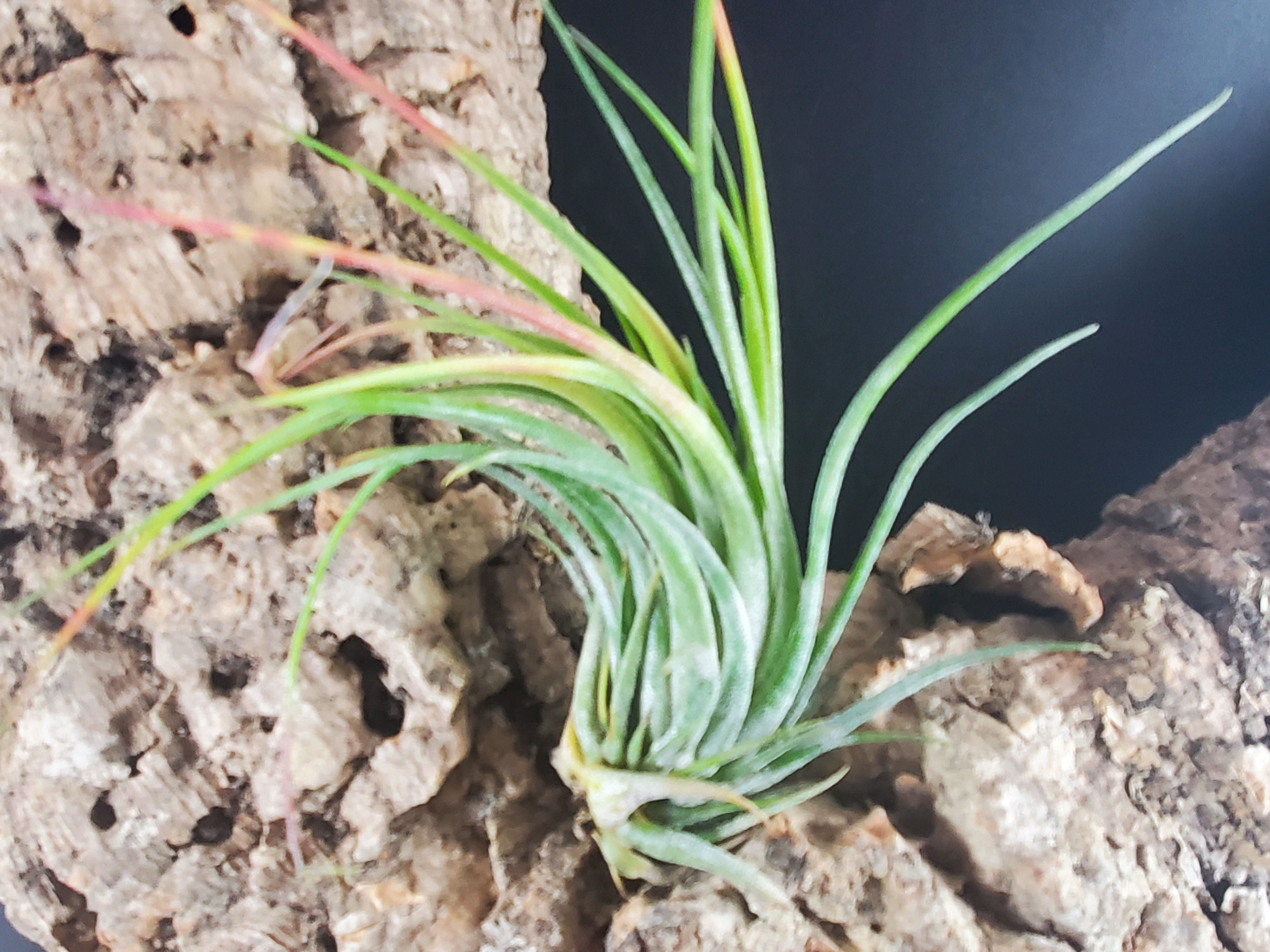 Tillandsia kolbii - xlg