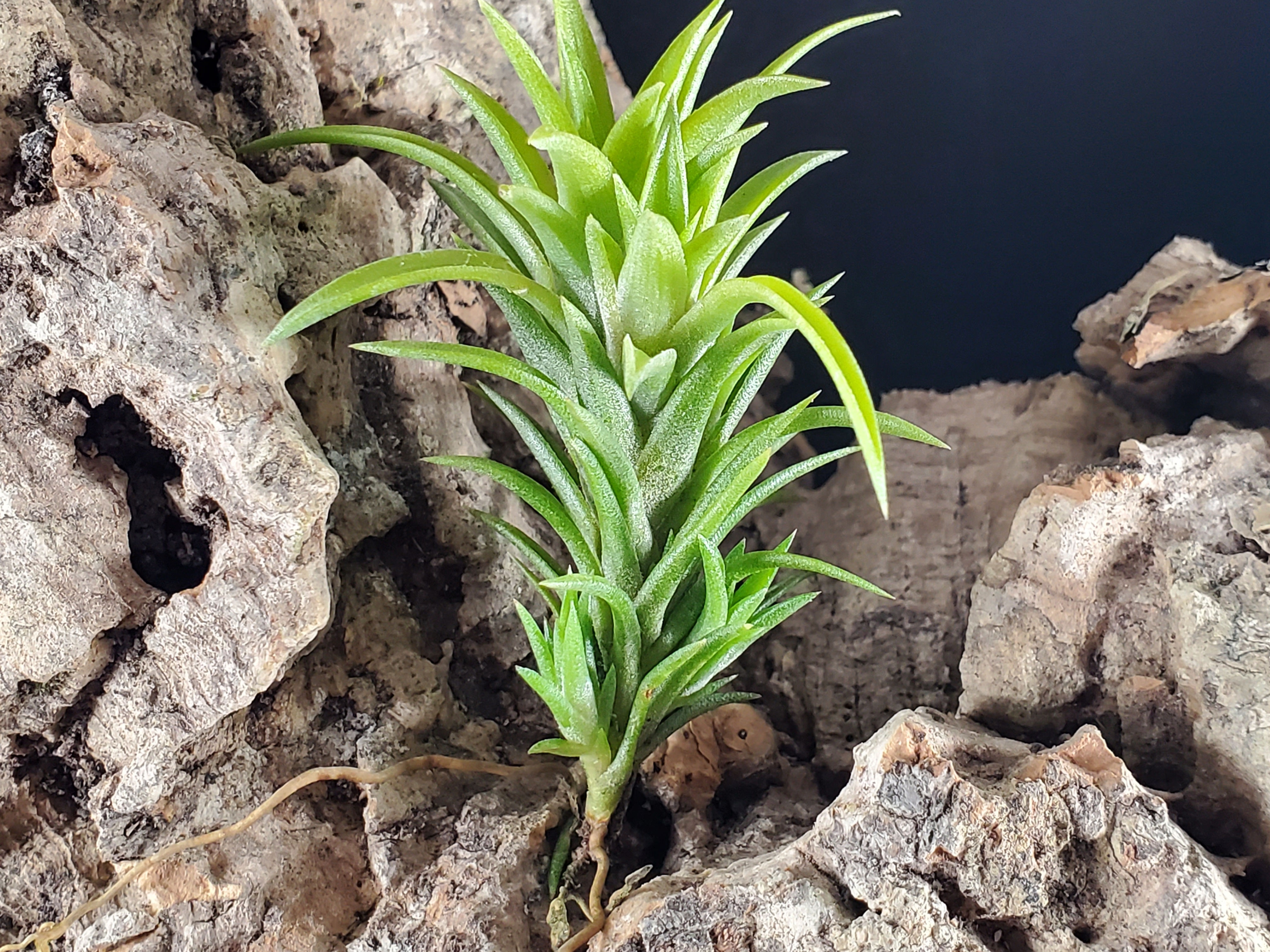 Tillandsia neglecta