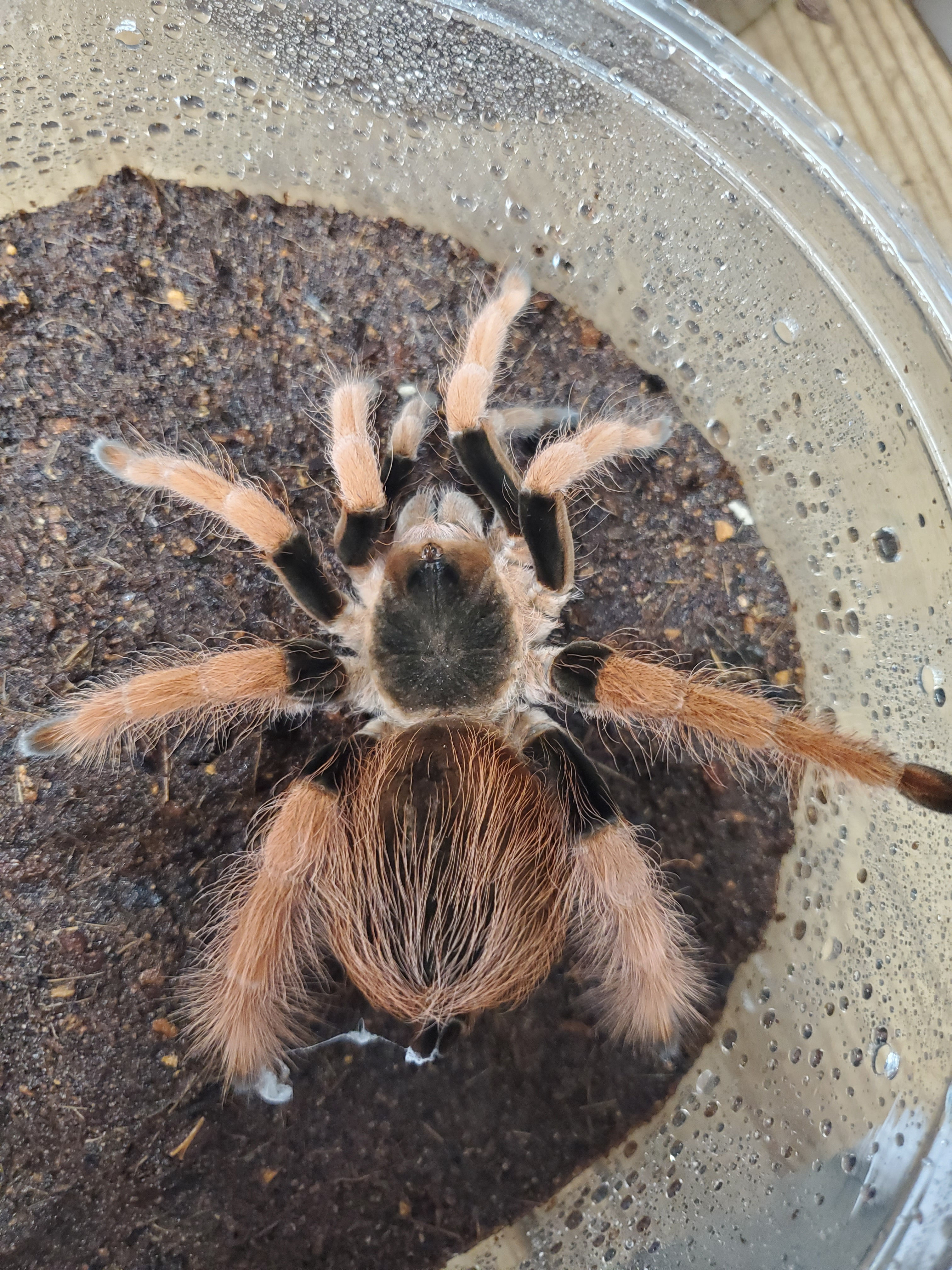 Megaphobema robustum - Columbian Giant Red-Leg - 5"-5.5" - Trio