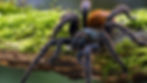 cover.jpg