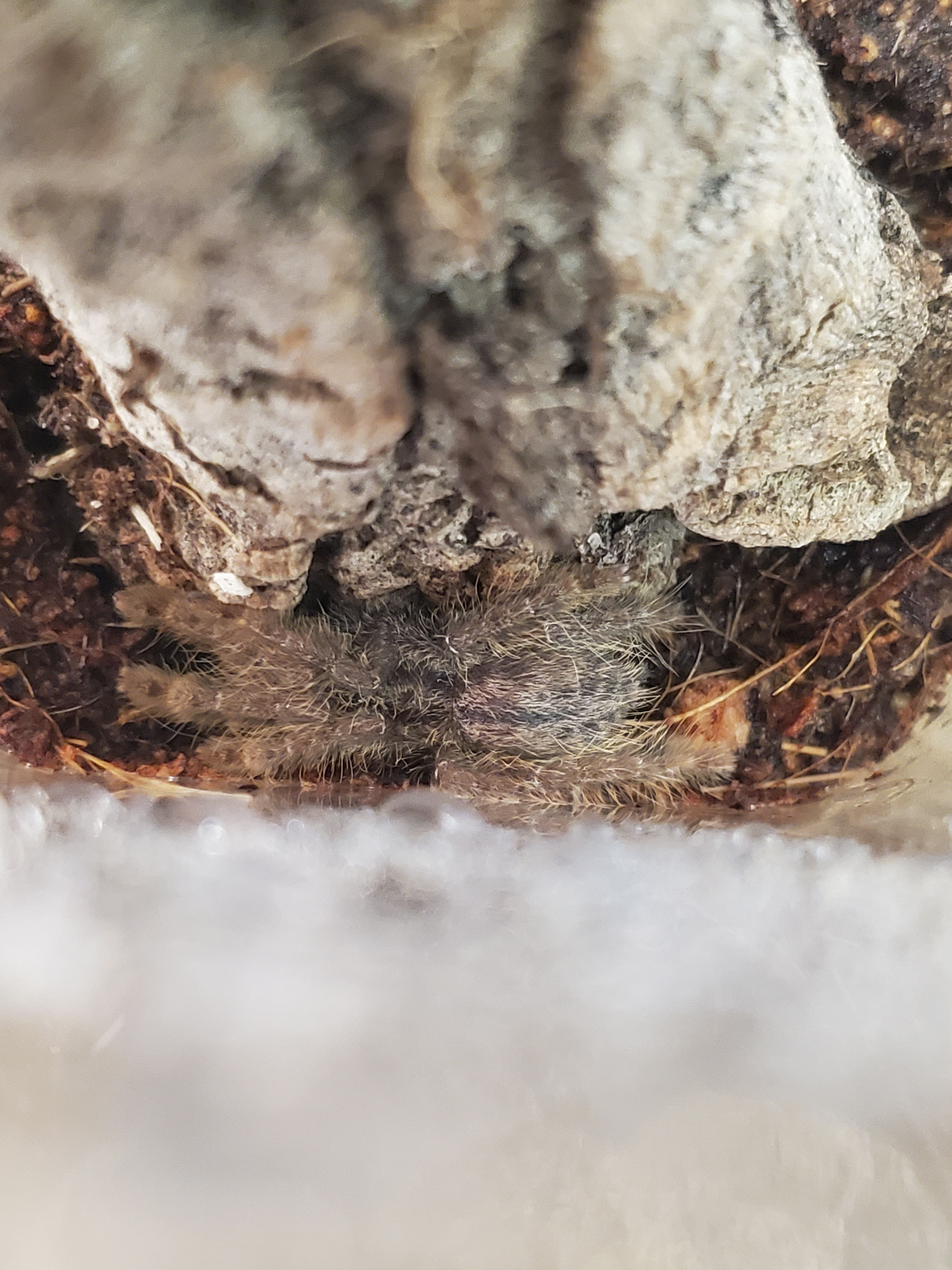 Stromatopelma calceatum - Feather-Legged Baboon -  1"