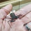 Thumbnail: Damon species - African Tailless Whip Scorpion - Sub-Adults-Adults