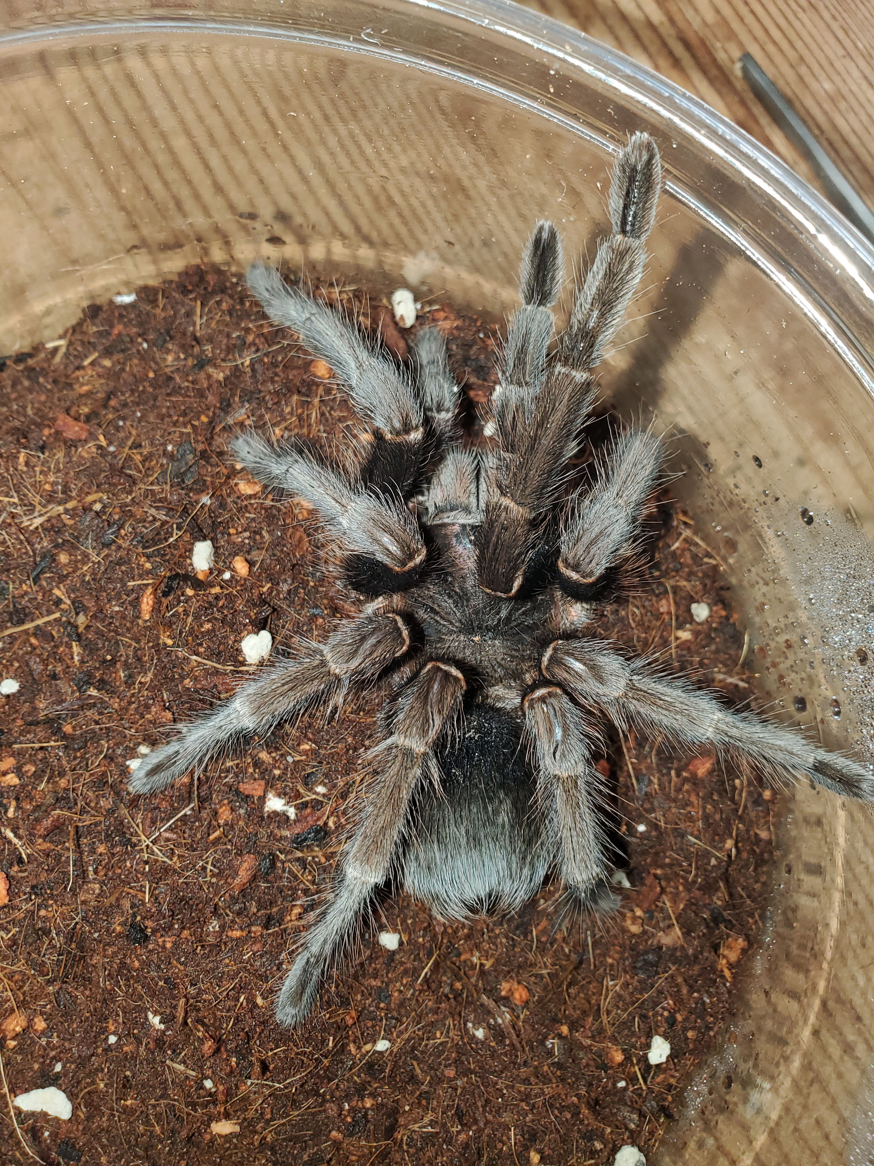 Phormictopus sp. "Purple" - Dominican Purple Birdeater - 5" - Female