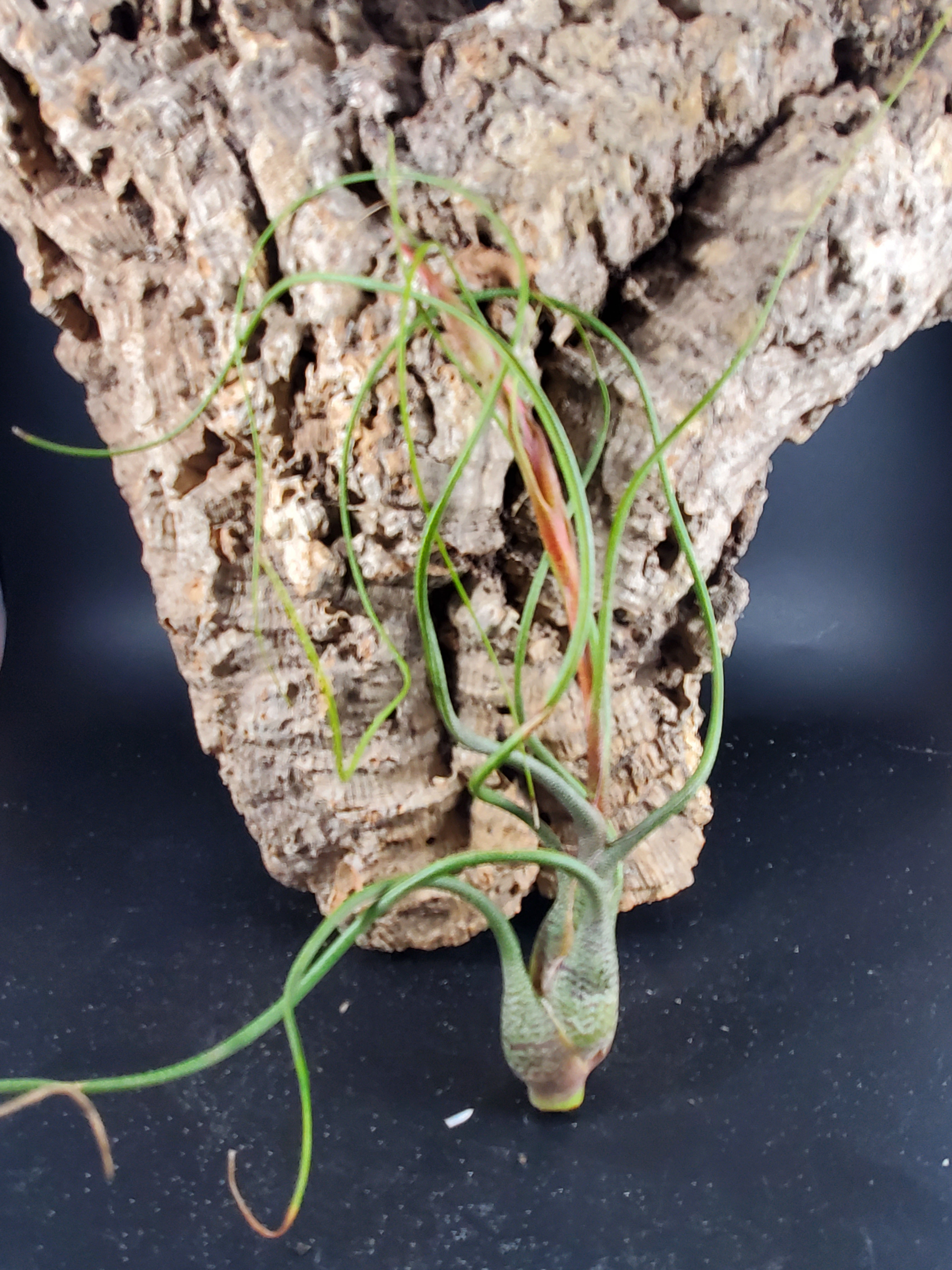 Tilandsia butzii