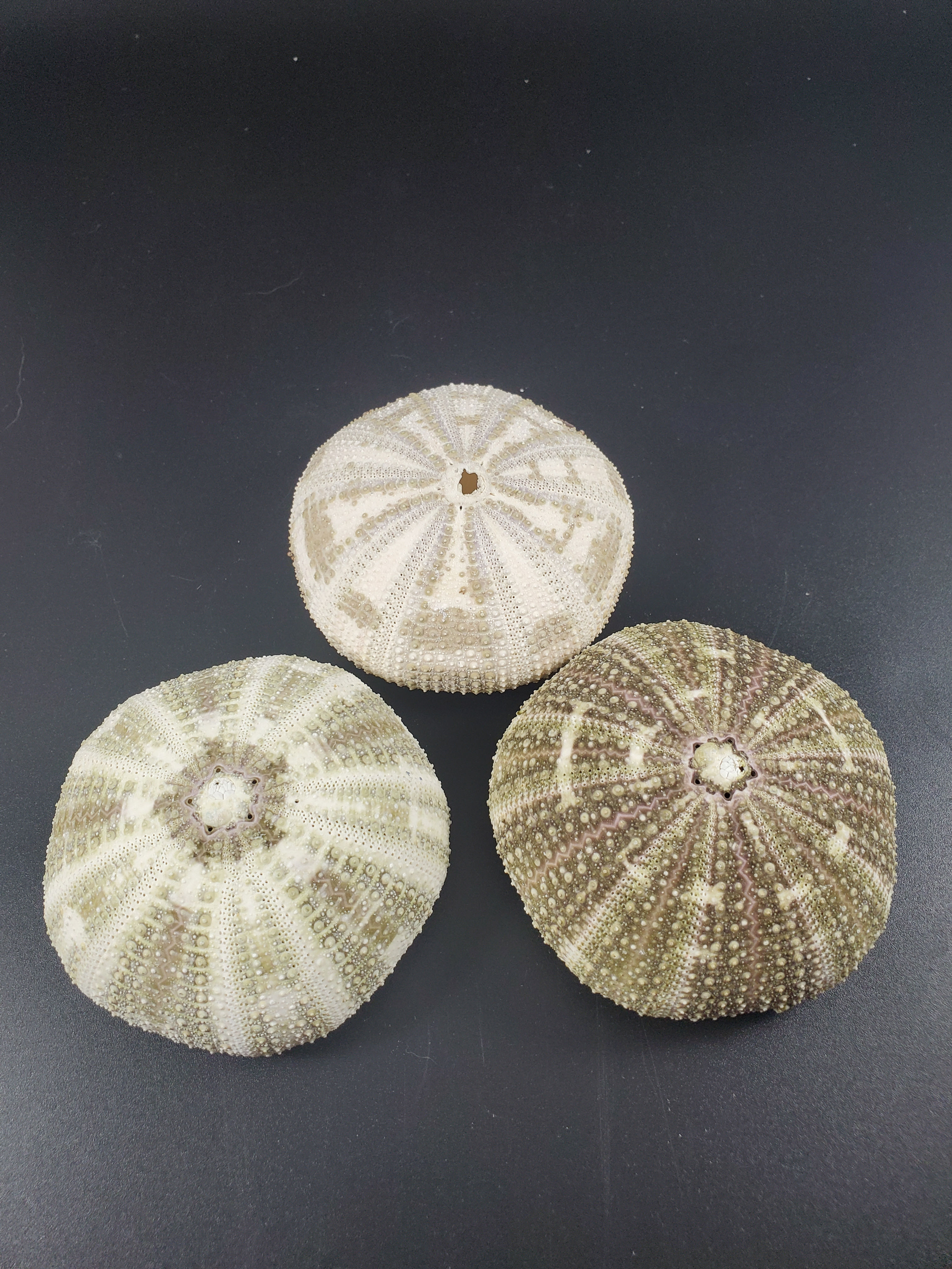 Sea Urchin - Alphonso -3"