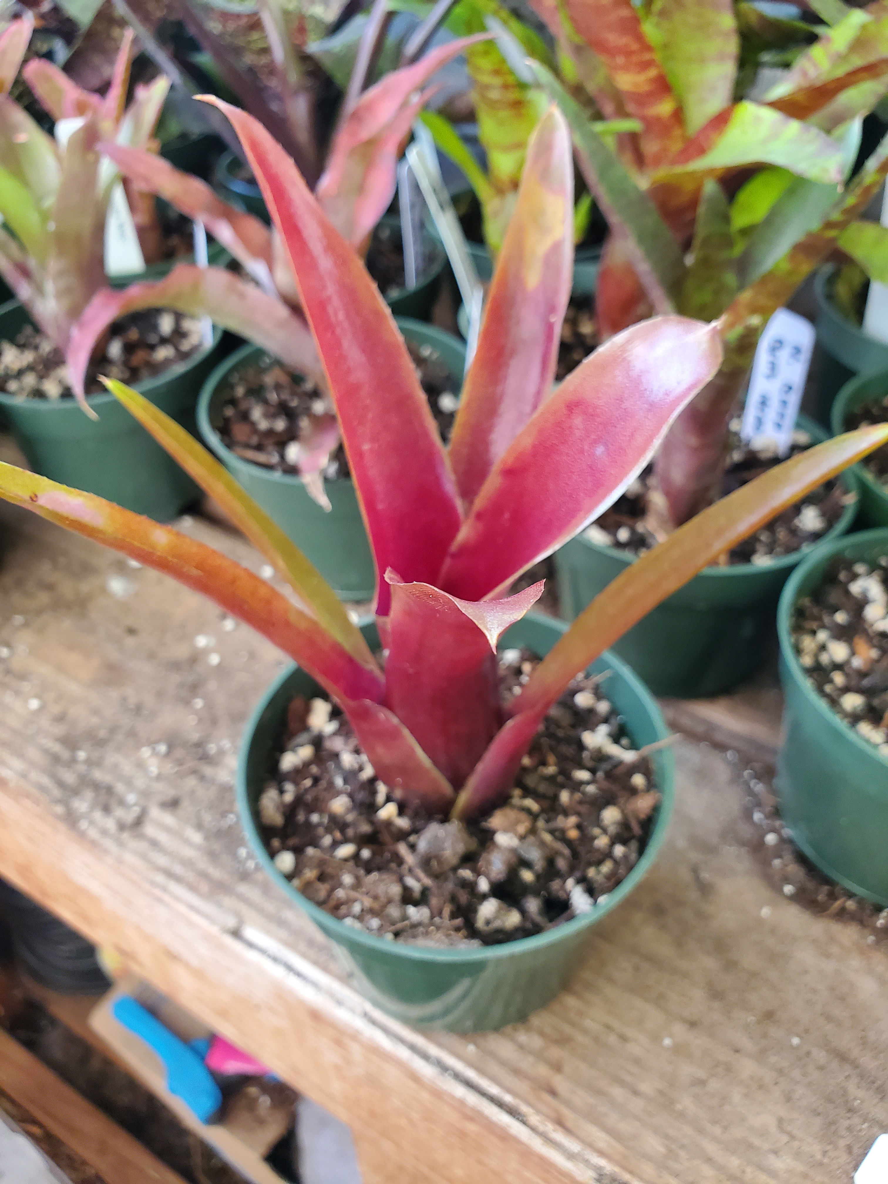 Neoregelia wilsoniana x "Fireball" - Offset