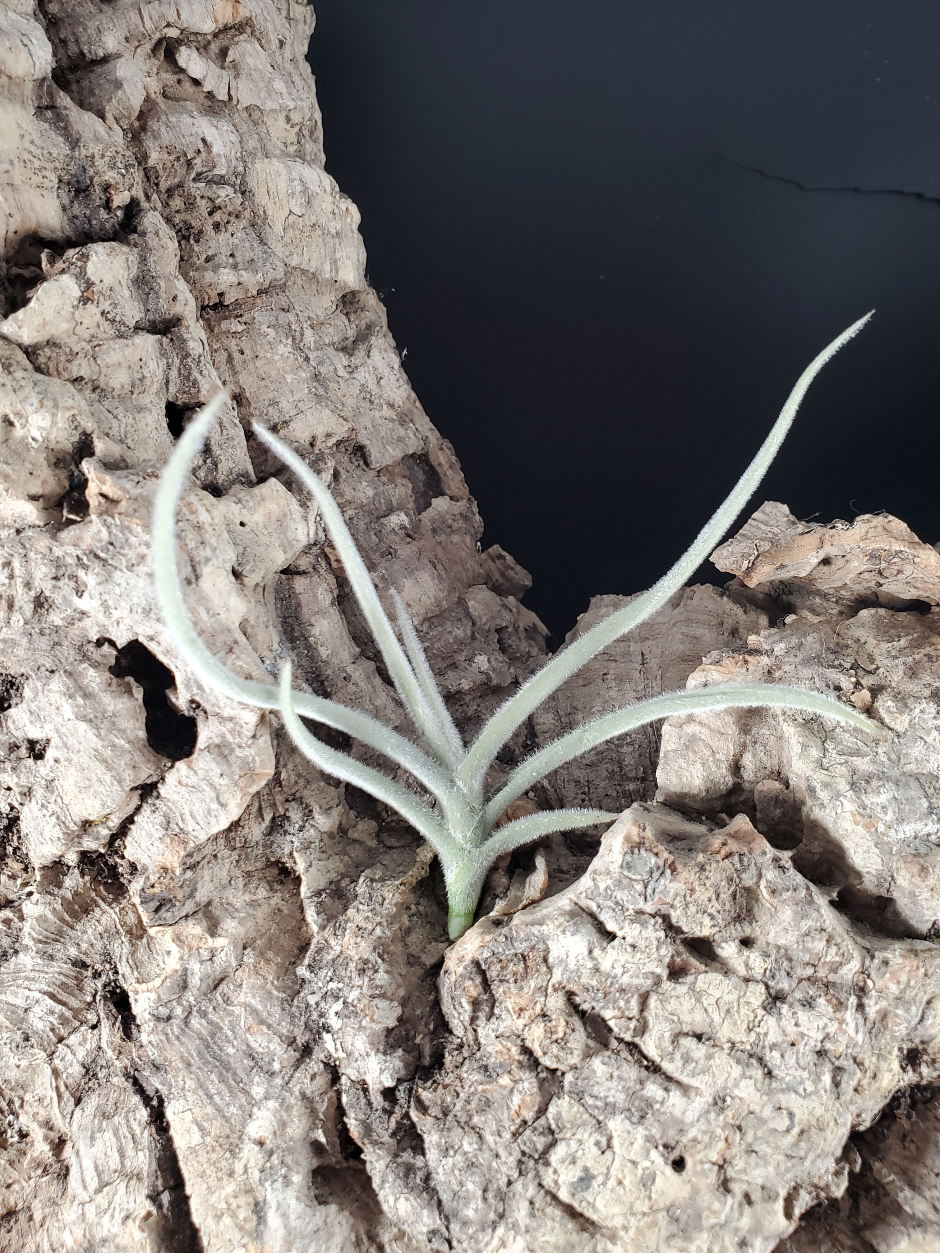 Tillandsia crocata - Dwarf Yellow