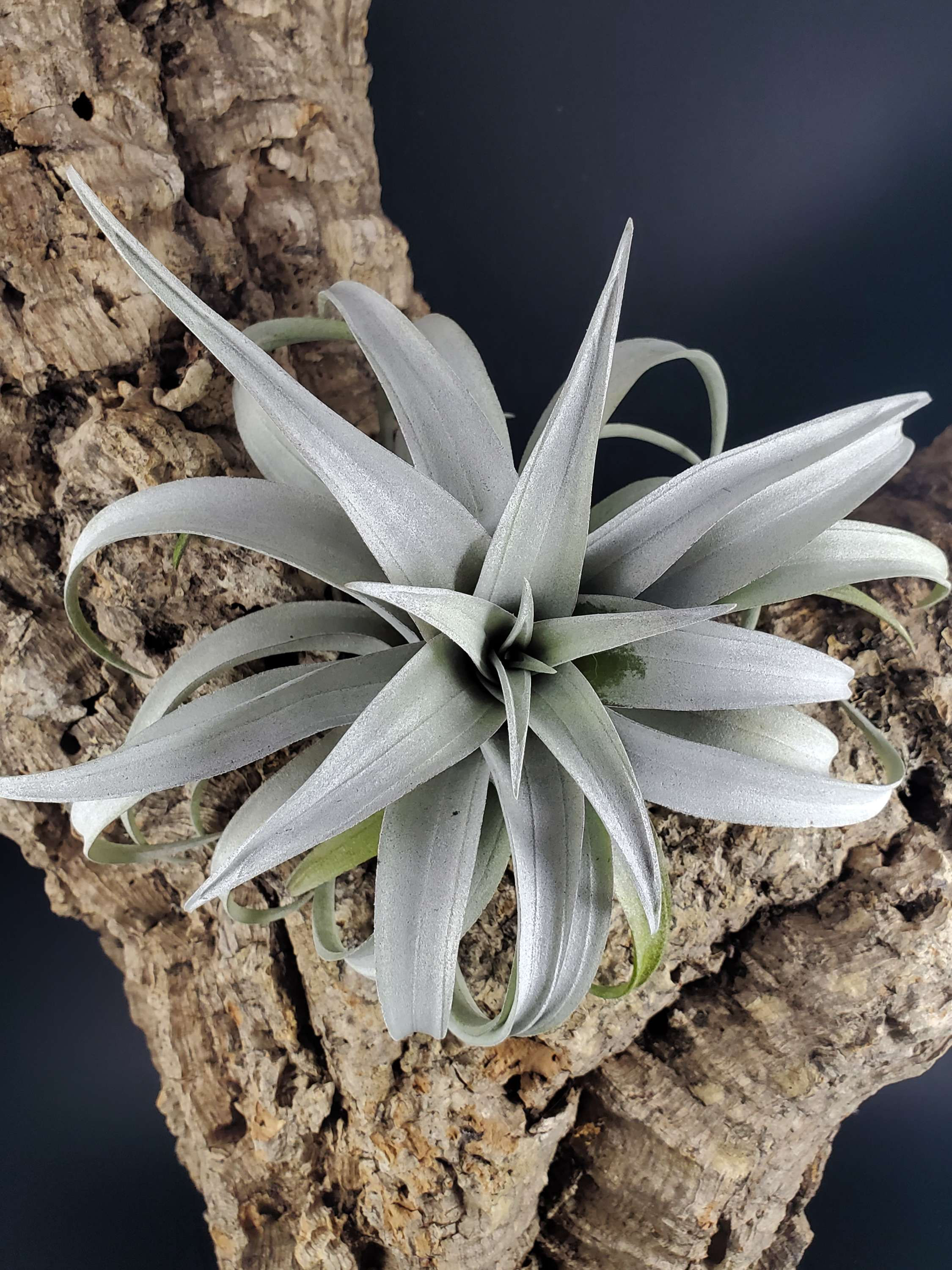 Tilandsia capitata - Dwarf Yellow