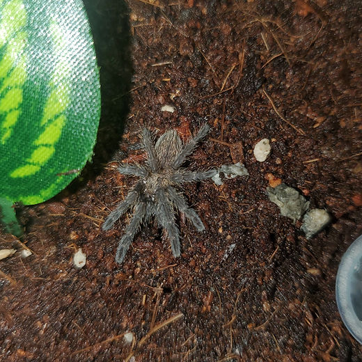 SALES | Pacific Northwest Arachnids