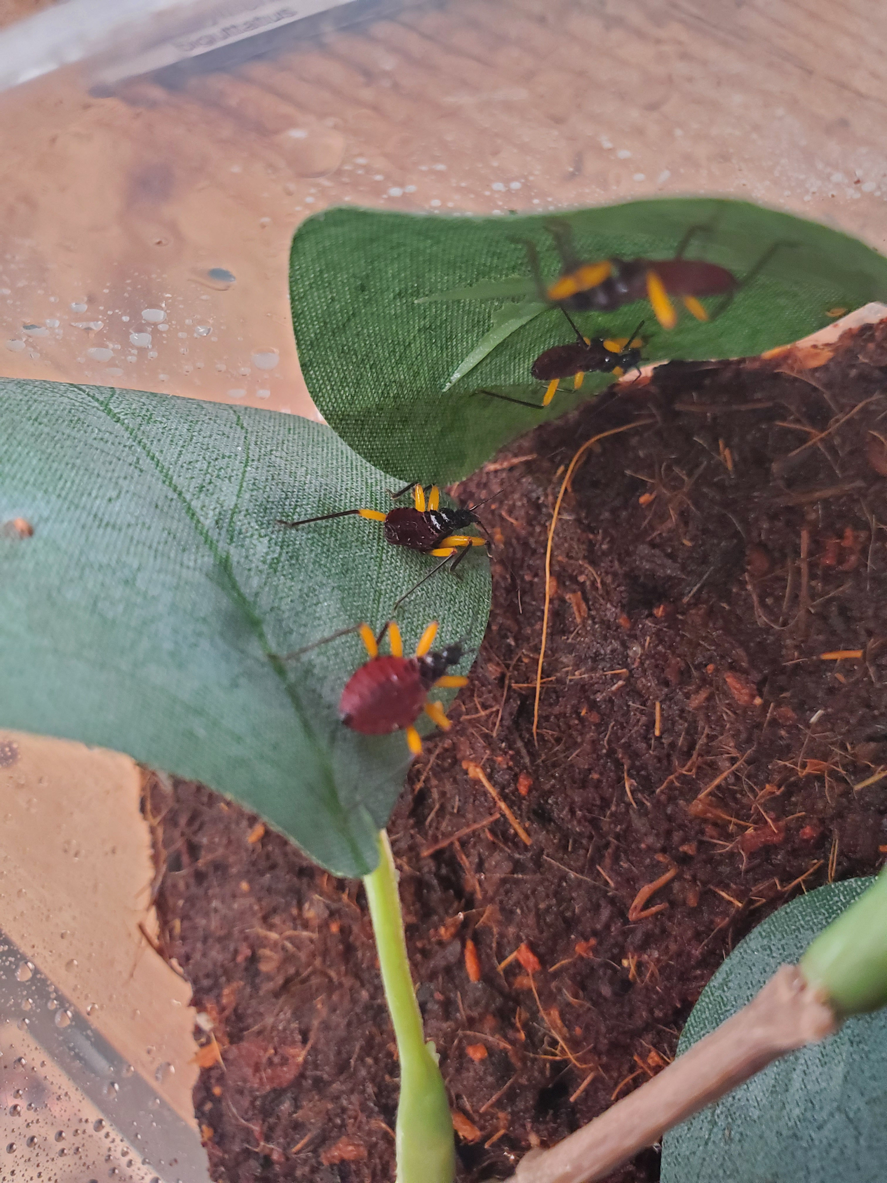 Platymeris biguttatus - Twin Spot Assassin Bug - .5"