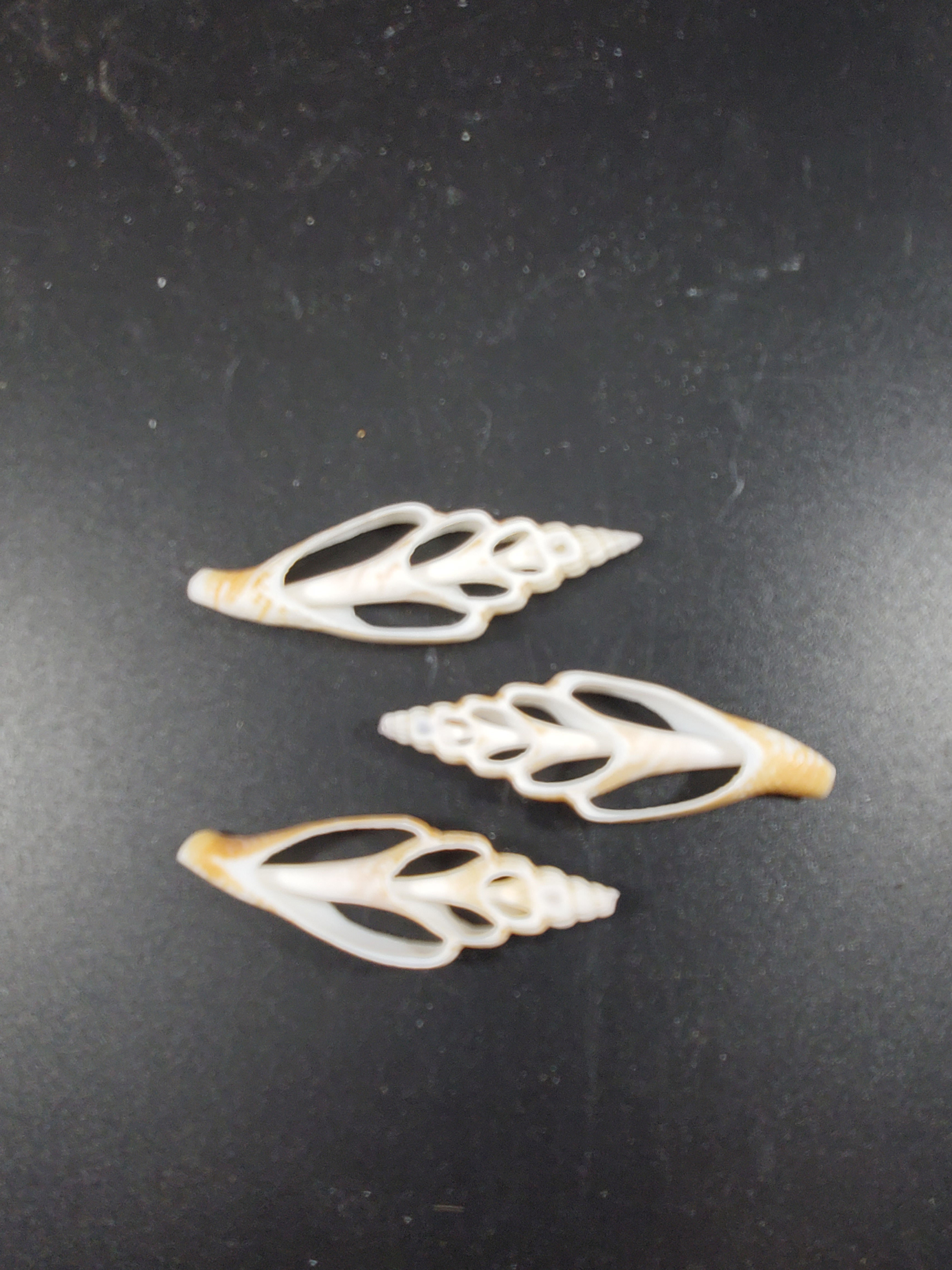 Strombus vittatus - Slice - 2"-2.5"