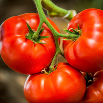 Prostate Cancer: Insights into Risk Factors and Comprehensive Support Strategies